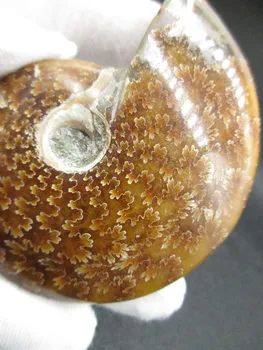 Naturlige Conch Skrue Fossile Sneglen Fossile Tobija Heldig Krystal Sten Prøver Healing